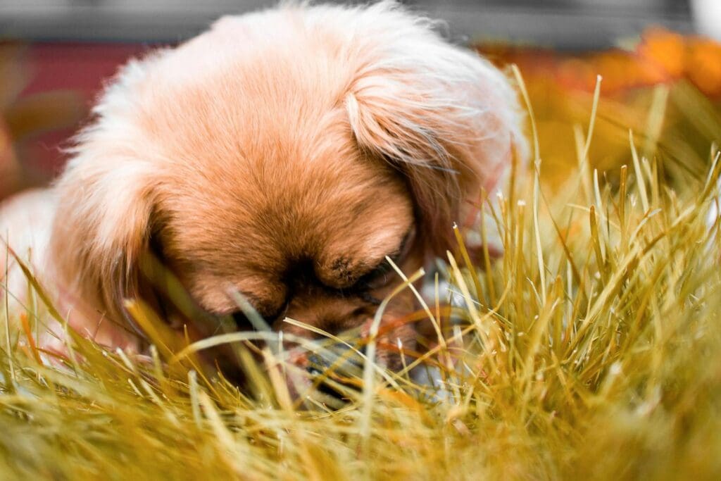 Cute Tibetan Spaniel puppy enjoying the grass outdoors.