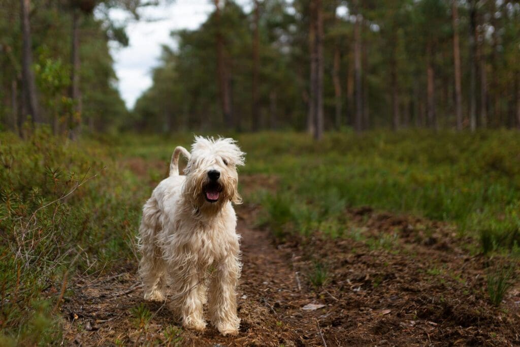 A Soft Coated Wheaten Terrier walking on a forest path in Lithuania.