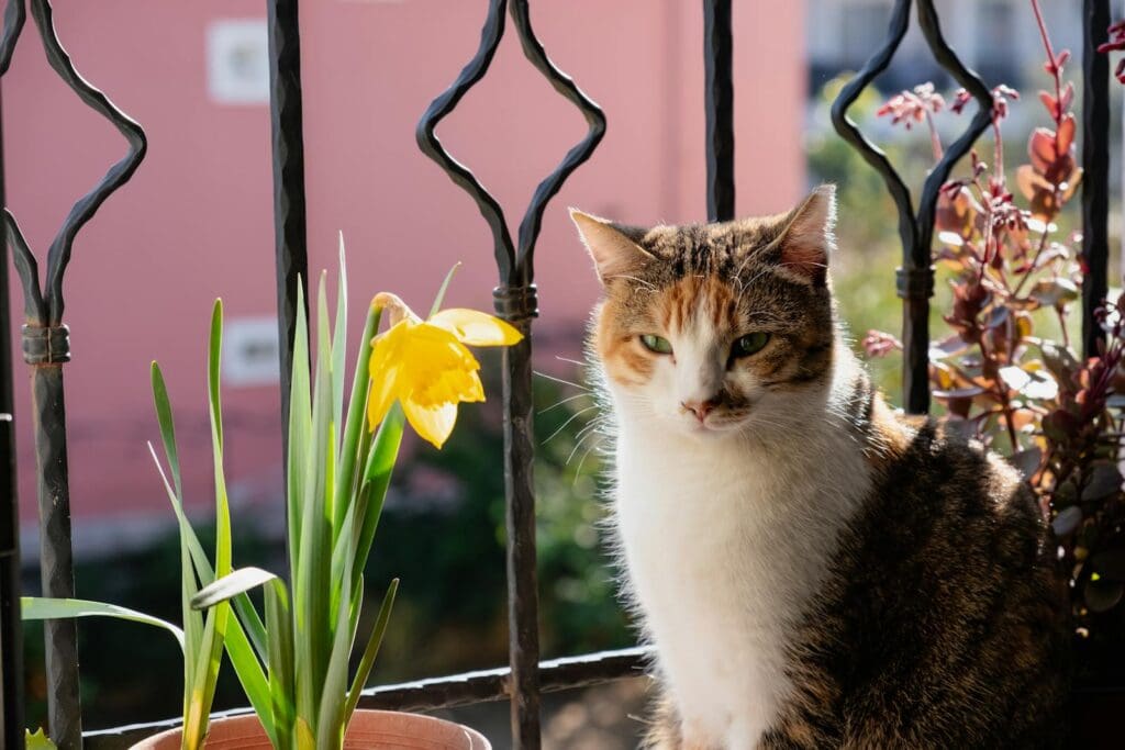 A calico cat sits by a potted daffodil on a sunny balcony, exploring outdoors.