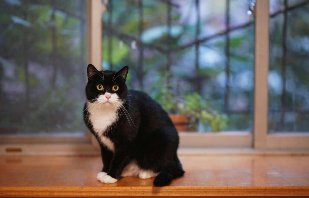 Close-up of a cute tuxedo cat sitting by a window with a curious gaze.