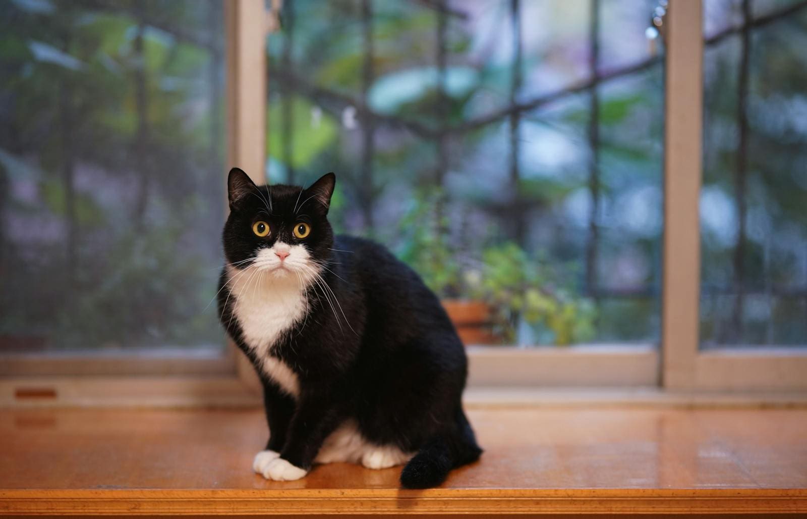 Close-up of a cute tuxedo cat sitting by a window with a curious gaze.