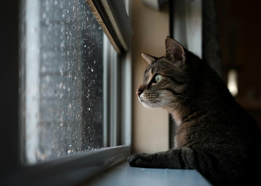 A tabby cat intently watches raindrops on a window, capturing a serene indoor moment.