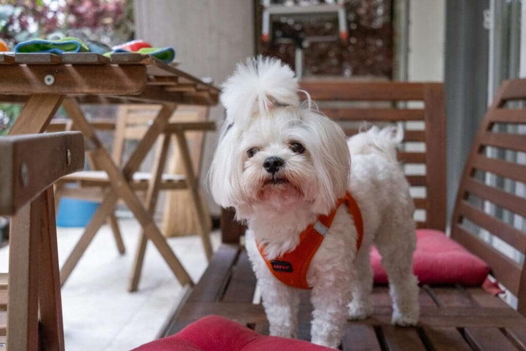 Adorable Maltese dog standing on a wooden terrace with colorful toys. Perfect pet photography.