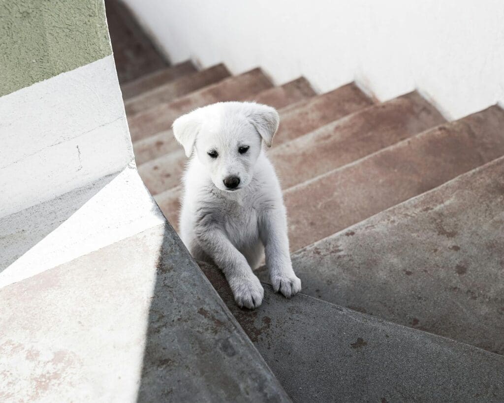 A cute white puppy sits on a staircase, capturing a moment of innocence and curiosity.