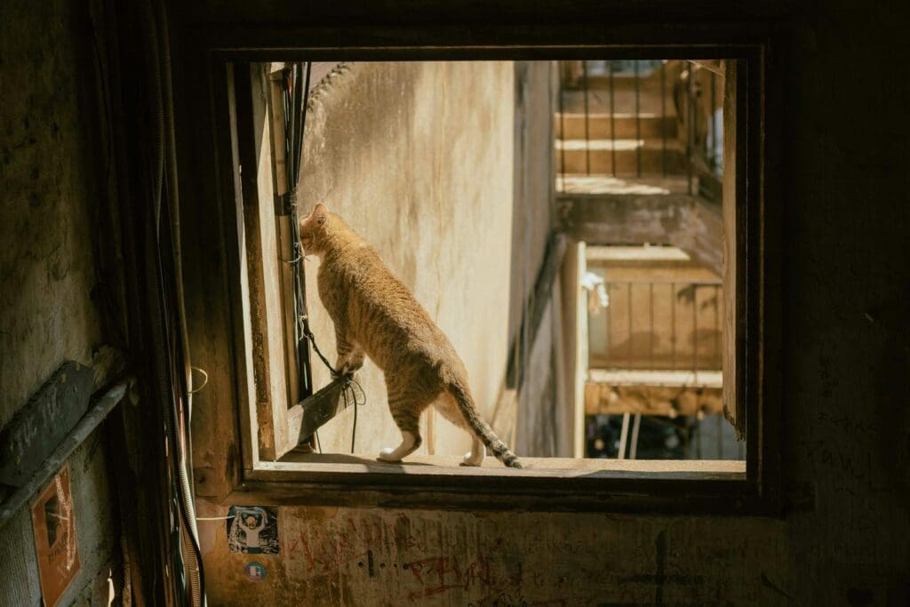 A cat exploring a windowsill in a rustic building in Ho Chi Minh City, Vietnam.