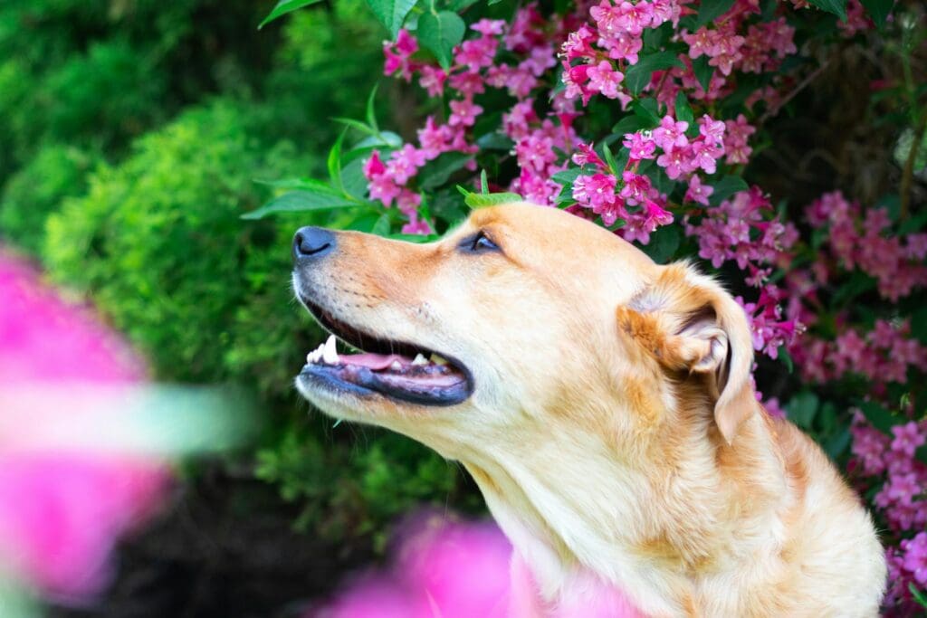 Close-up of a golden dog beside vibrant pink flowers in a lush garden setting.