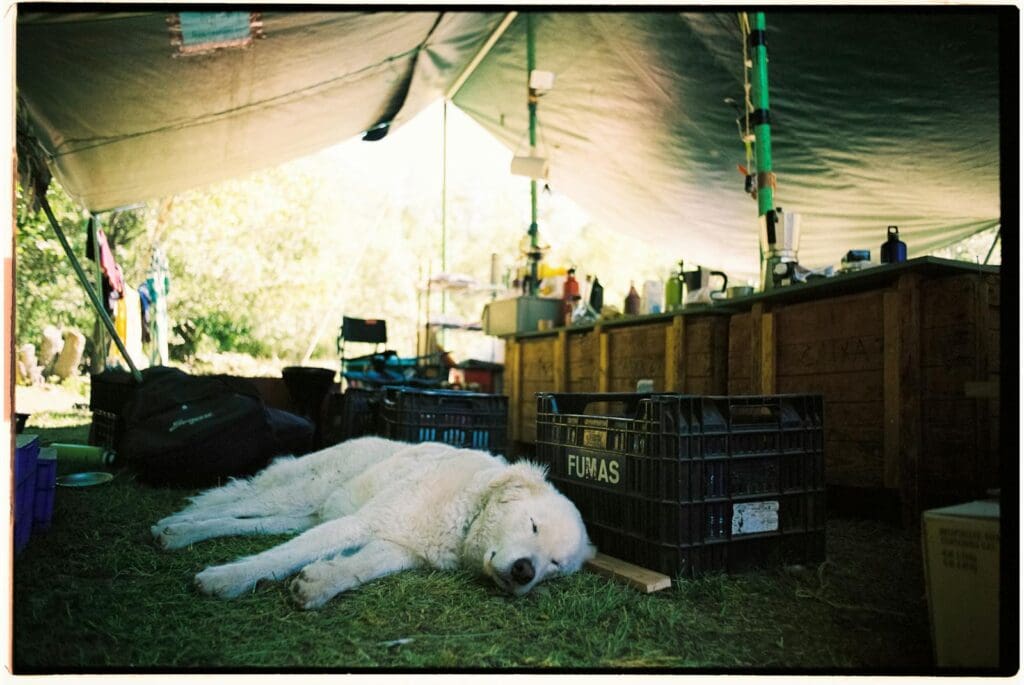 A white dog peacefully sleeps under a makeshift tent in an outdoor camp setting.