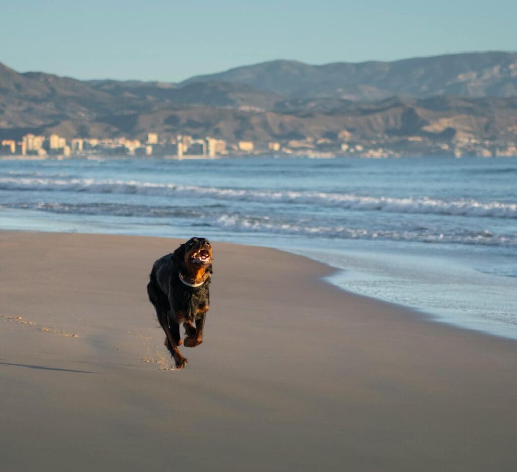 Vibrant Rottweiler joyfully running on a scenic beach with mountains in the background.