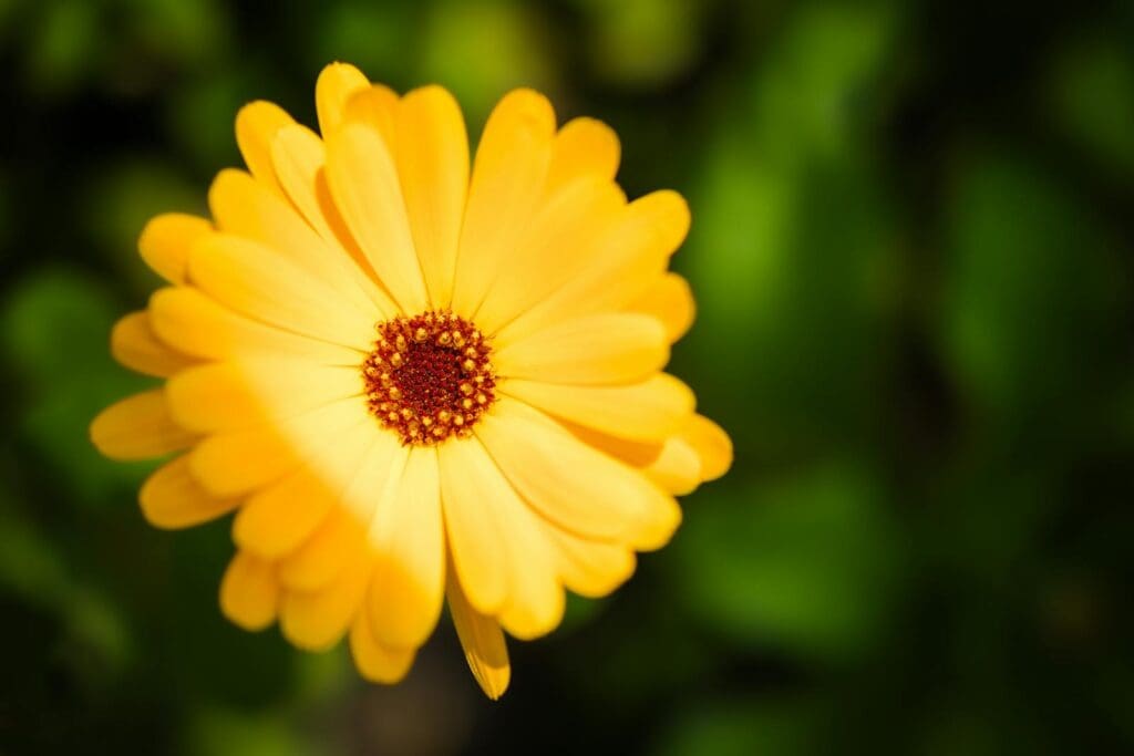 Calendula