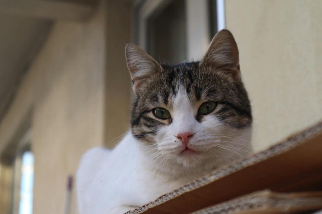 cat, Balcony