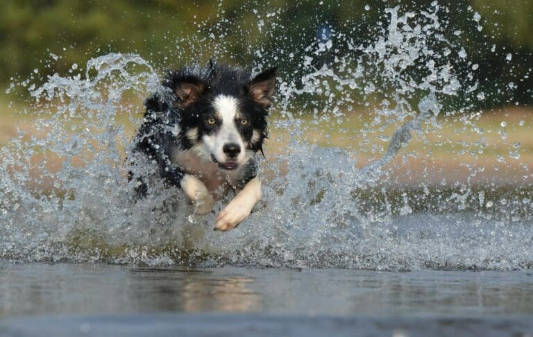 Energetic border collie splashes through water in a vivid action shot capturing motion and joy.