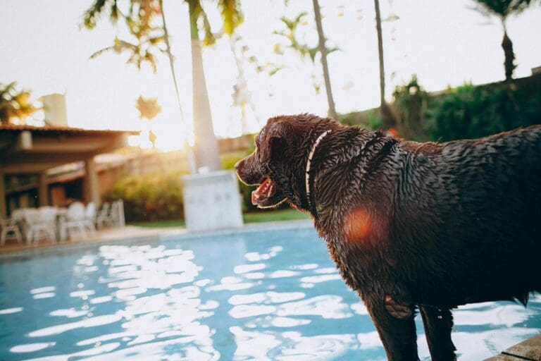 Sid view of wet chocolate Labrador Retriever standing at poolside with tongue out on sunny day in tropical resort