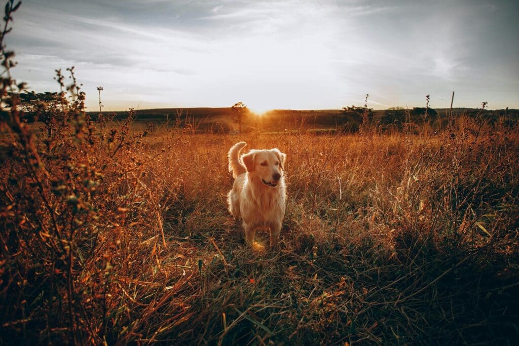 A Golden Retriever explores a grassy field during a stunning sunset in the countryside.
