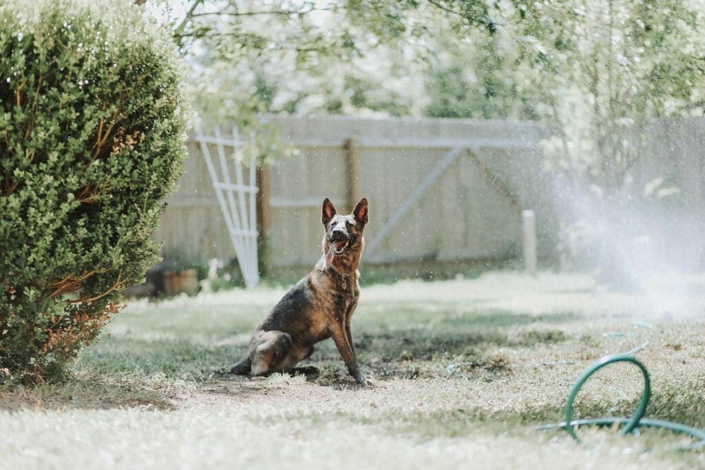 A Belgian Shepherd happily playing in a sunny backyard sprinkler.