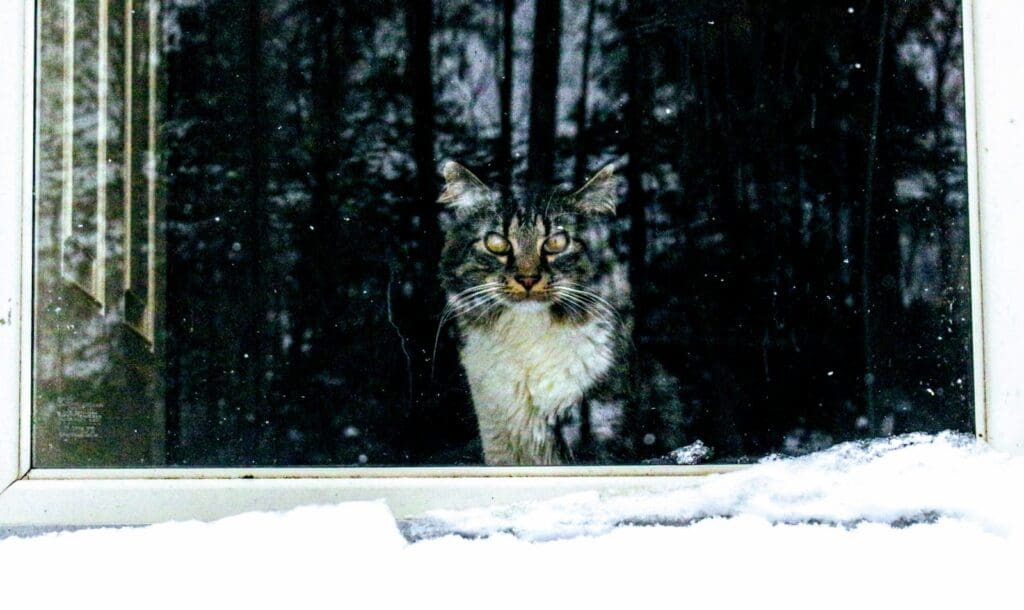 A Maine Coon cat gazes through a snowy window, capturing a serene winter scene.