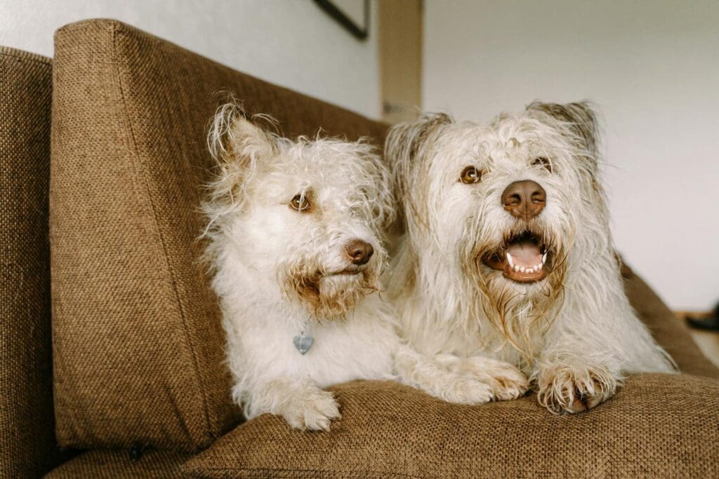 Two fluffy white dogs lounging together on a brown couch indoors.