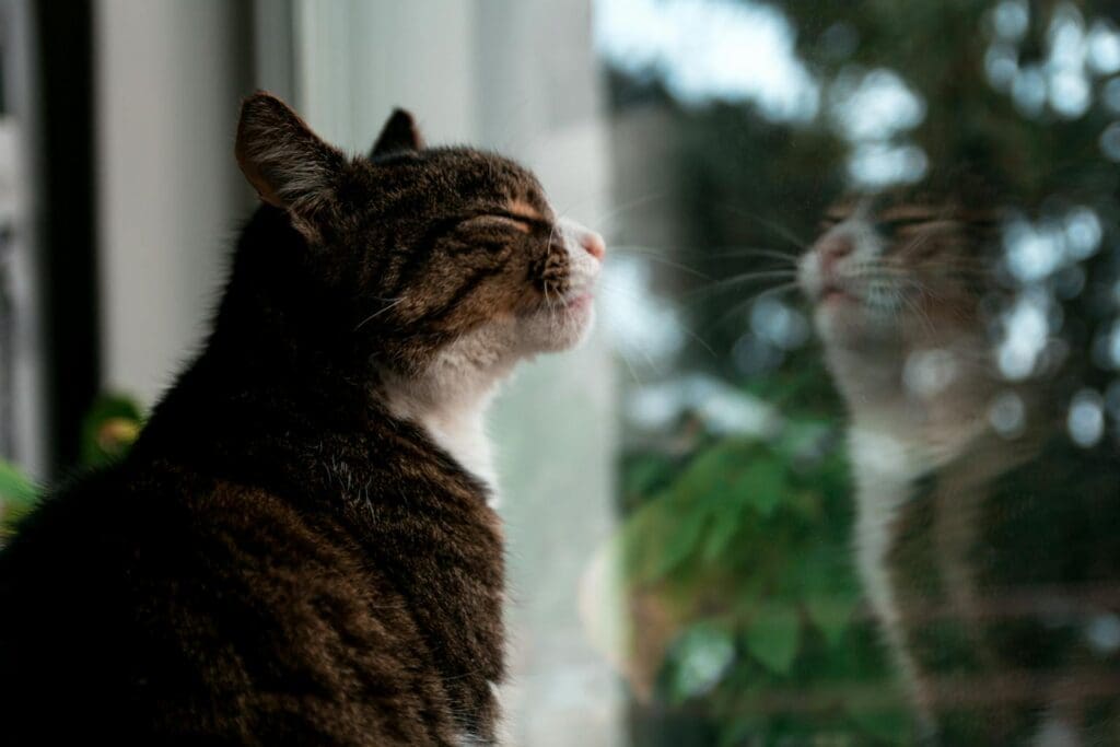 A cozy domestic cat gazes peacefully outside, capturing a serene moment of reflection.