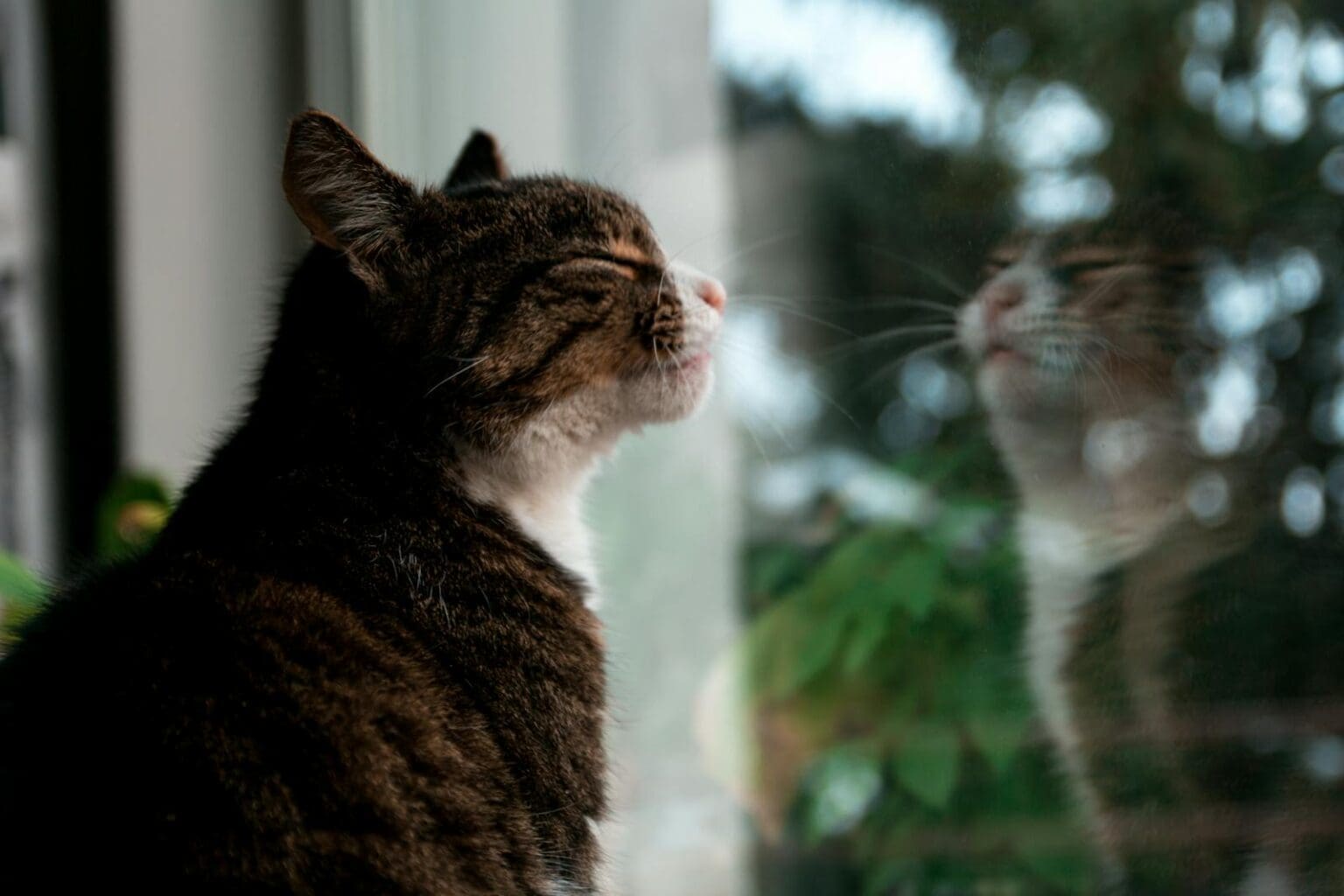 10 Cat-Proofing Tips for Open Windows and Balconies This Summer - Pet ...