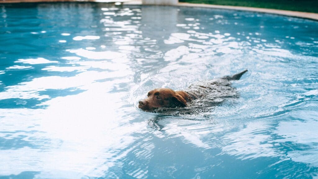 A Labrador retriever enjoying a swim in a clear blue swimming pool on a sunny day.