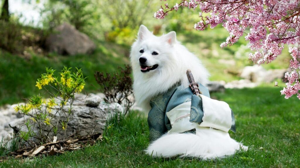 A beautiful Samoyed dog wearing a kimono sits in a park with cherry blossoms in bloom.
