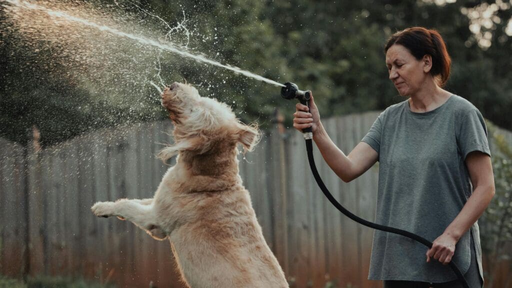 A happy Golden Retriever and a woman playing with a garden hose in the backyard.