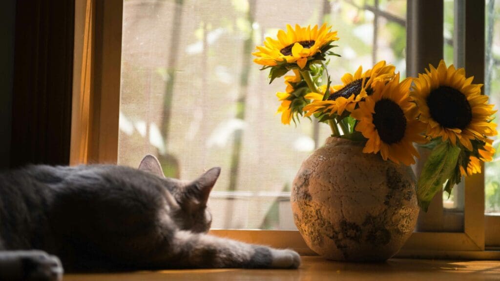 A sleeping cat and vibrant sunflowers bathed in sunlight on a windowsill.