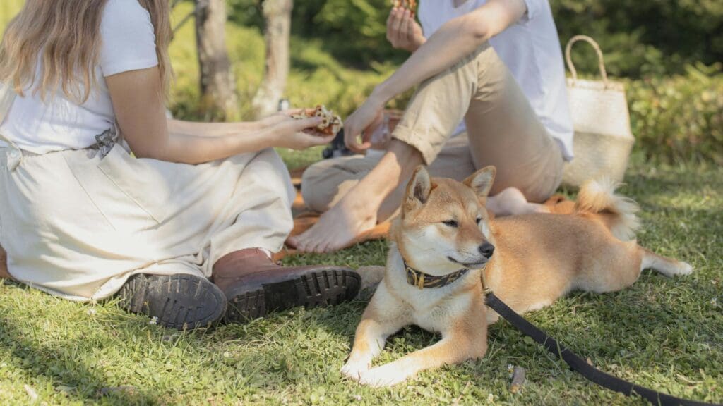 A young couple enjoys a relaxing picnic with their Shiba Inu in a sunny park setting.