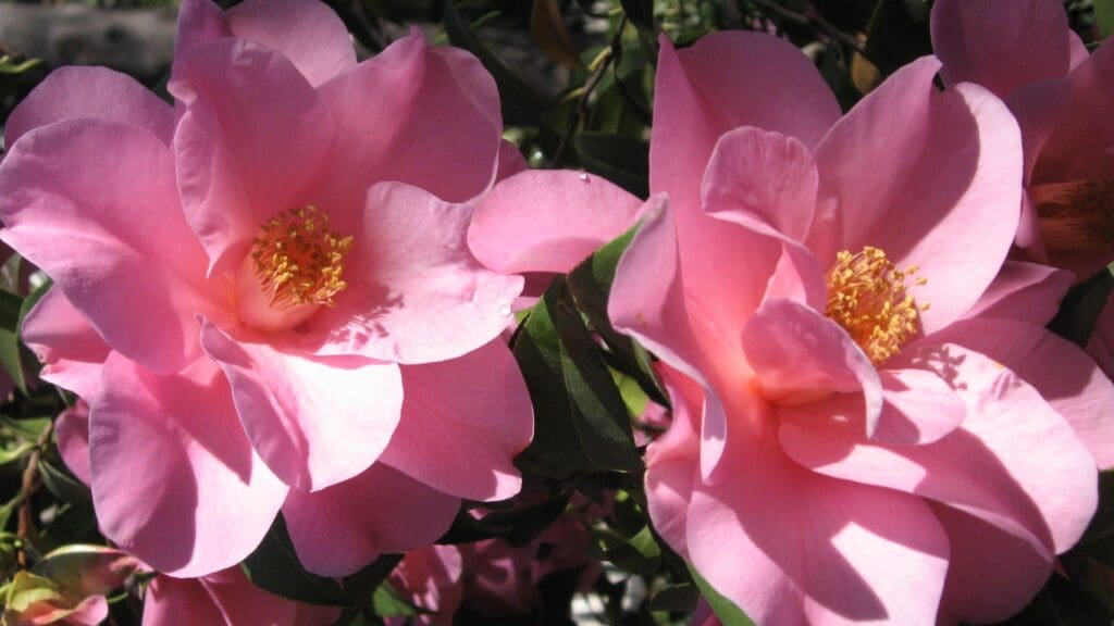 Camellias