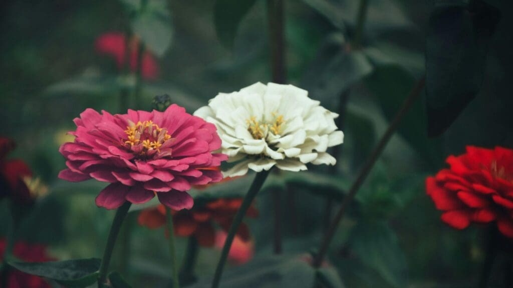 Close-up of colorful zinnias blooming in a Kolkata garden, showcasing nature's beauty.