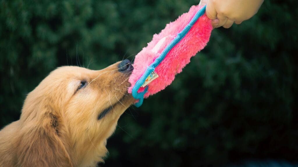 Cute golden retriever puppy playing tug-of-war with bright pink toy outdoors.