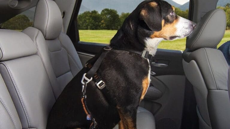 Dog Seat Belt or Car Harness