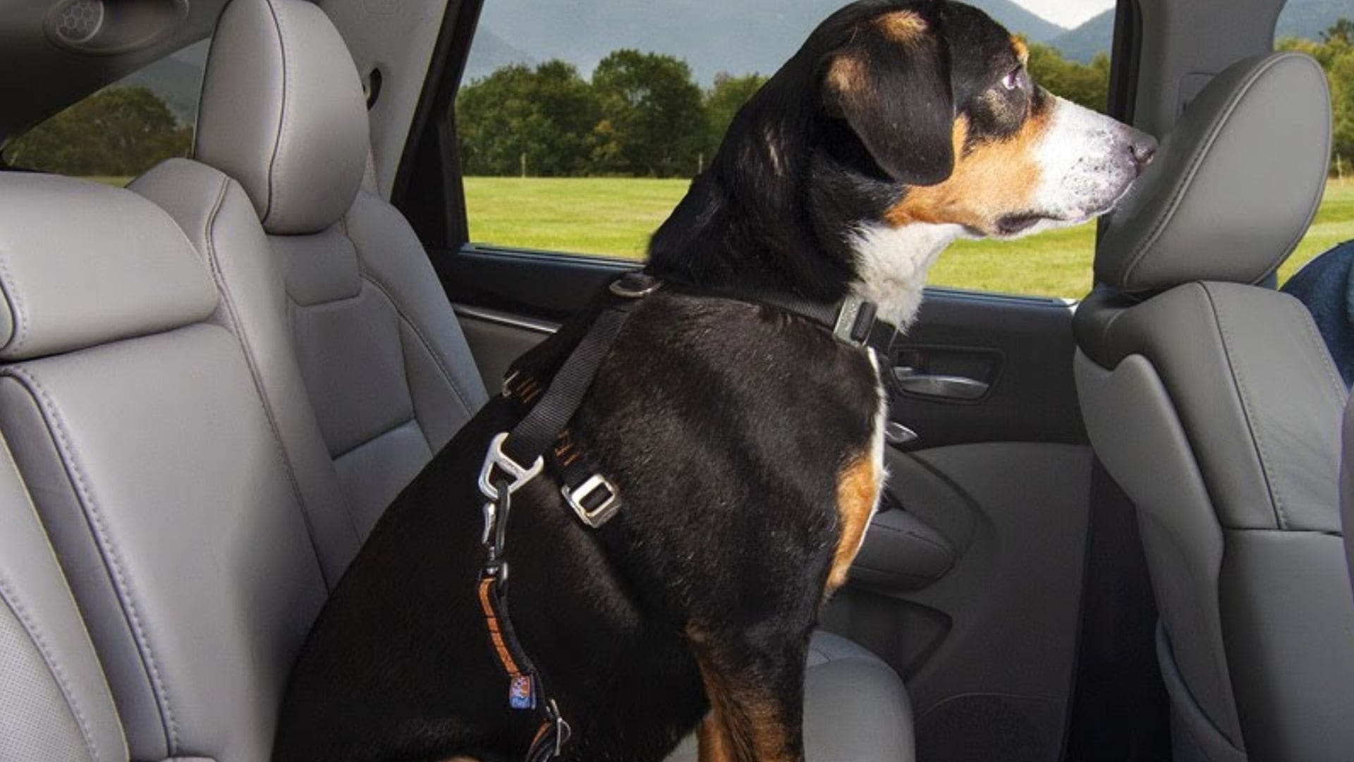 Dog Seat Belt or Car Harness