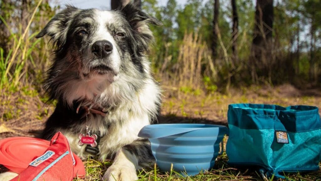 Dog Travel Bowl