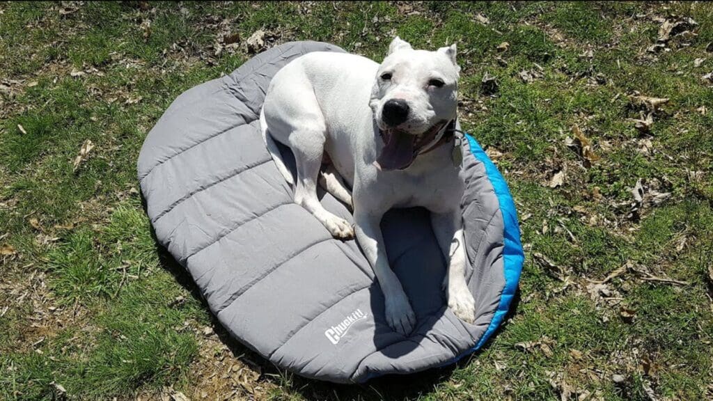 Doggy Travel Bed or Blanket
