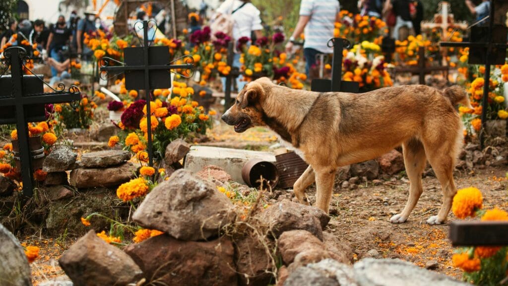 Marigolds, Dog