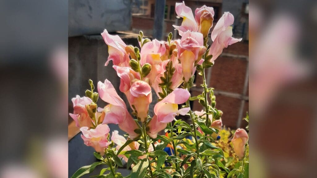 Pink snapdragon flower
