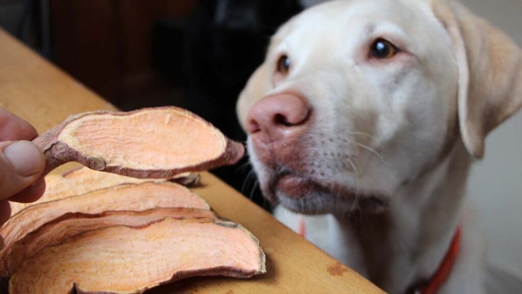 Sweet Potato Dog Treat