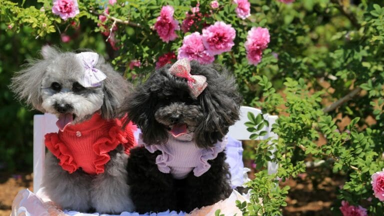 Two cute poodles in colorful attire and bows sitting on a bench surrounded by blooming roses.