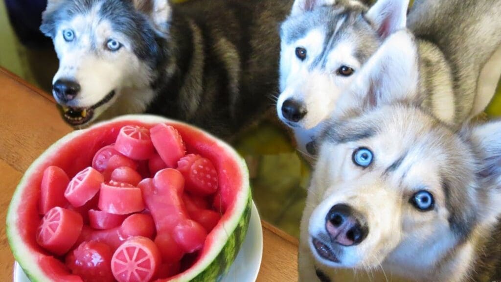 WATERMELON DOG TREAT