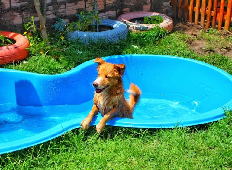 A brown dog sitting in a blue pool