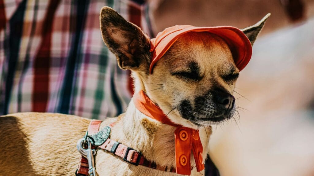 dog hat