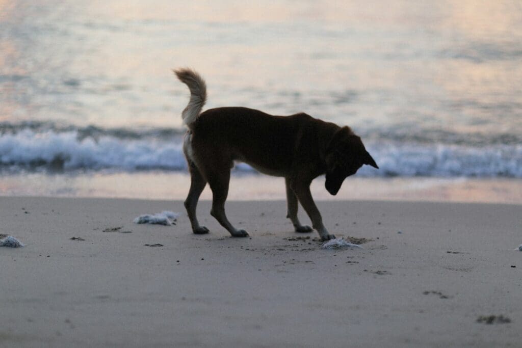 a brown dog standing on top of a sandy beach
