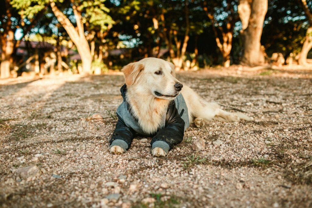 white short coated dog lying on ground