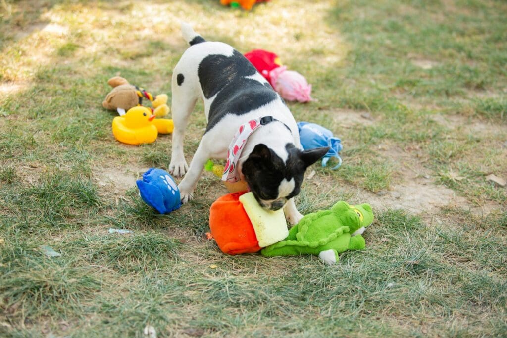 A puppy plays with colorful toys.