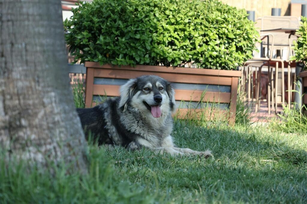 A joyful dog lounging in a sunny garden near potted plants, enjoying a warm day.