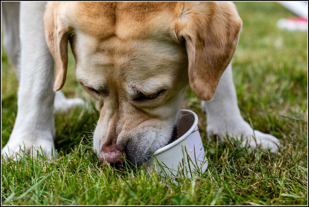 Loving my Peanut Butter Doggie Ice Cream