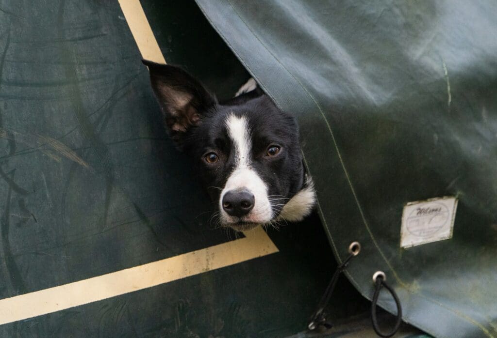 black and white border collie mix lying on green leather seat