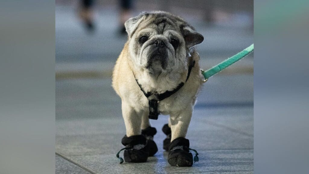 Charming senior pug wearing dog shoes and walking on a leash outdoors at night.
