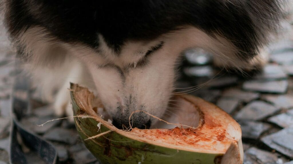 Coconut, dog