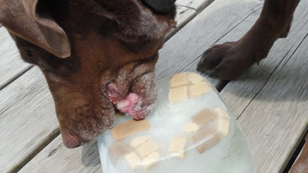 DIY Dog Ice Lick for Hot Summer Days